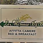 Le Mimose