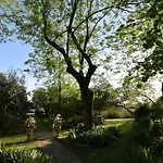 Le Mimose Vinci