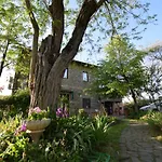 Le Mimose *