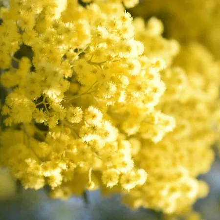Le Mimose Country house Vinci