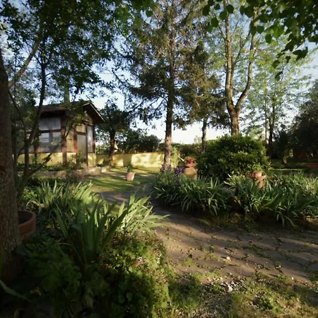 Le Mimose