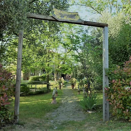 Le Mimose * فينشي