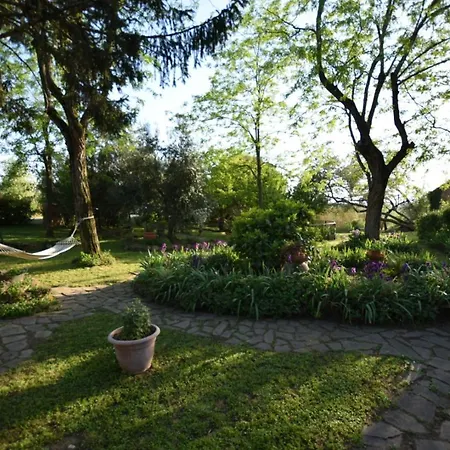 Le Mimose