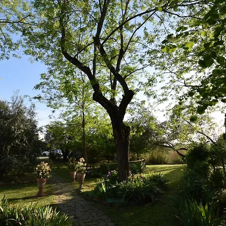 Le Mimose Vinci