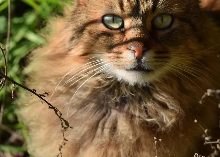 Le Mimose 컨트리하우스 *