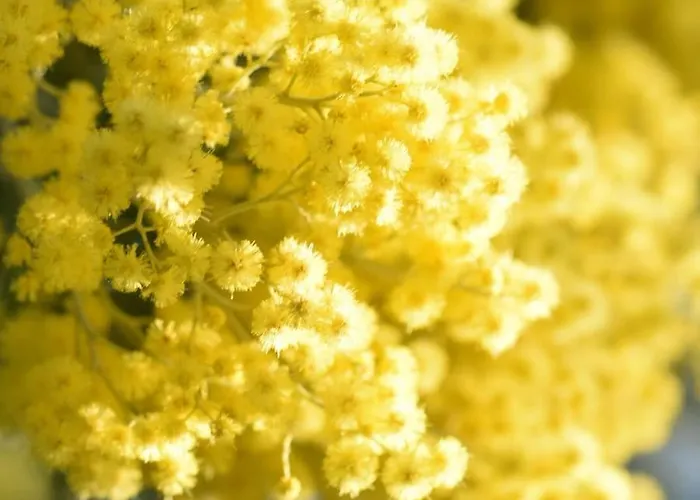 Le Mimose 컨트리하우스 빈치